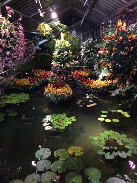 more orchids at kew gardens orchid house